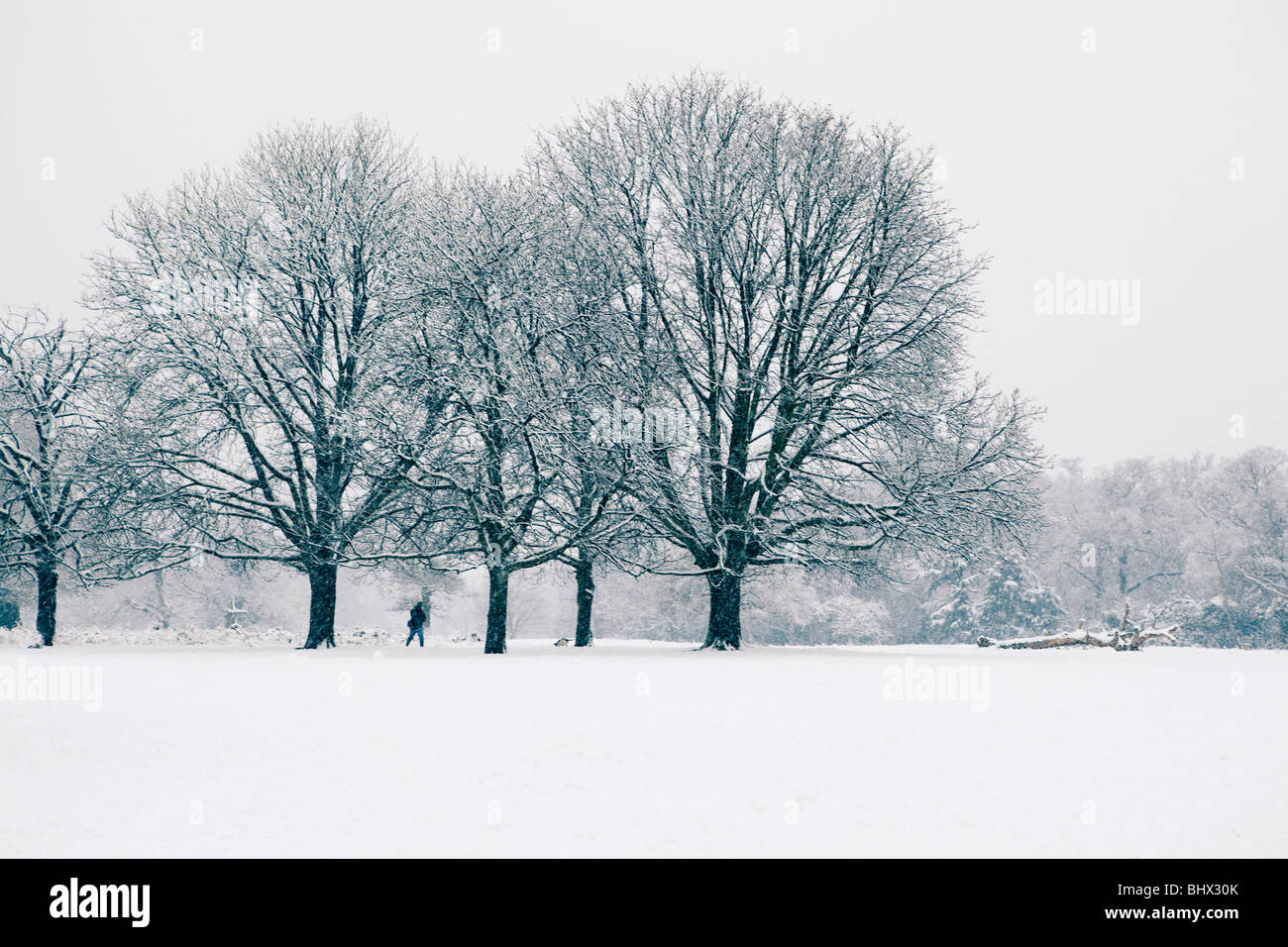Persona a Richmond Park durante la nevicata pesante, Richmond upon Thames, Surrey, Inghilterra Foto Stock