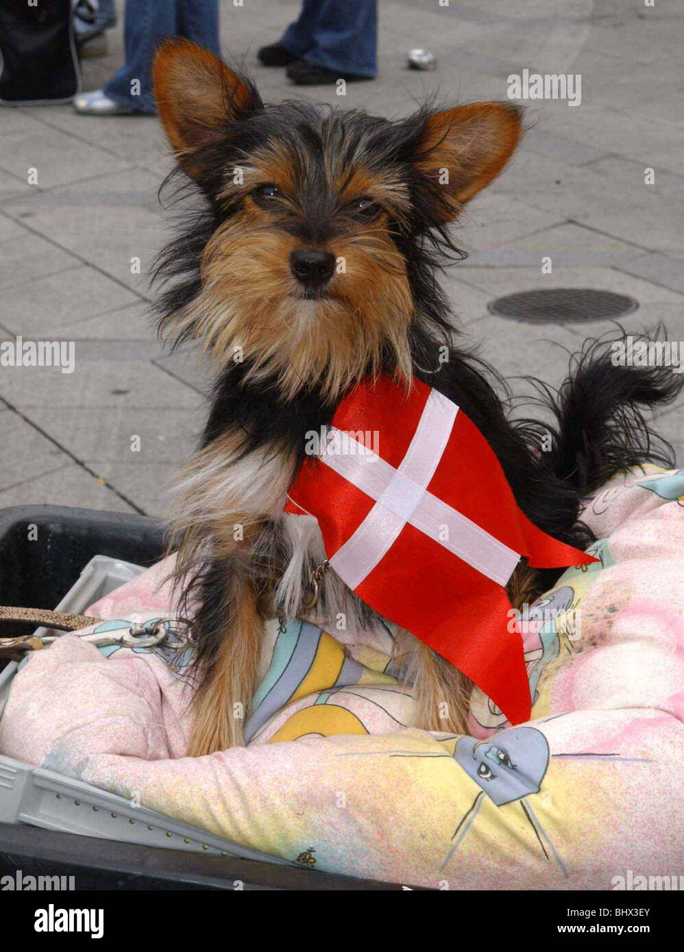 Per gli appassionati di calcio sostenitori Giugno 2002 mostrato in anticipo di Inghilterra e Danimarca 2. Round Match cane danese ventola nella centrale di Copenhagen Foto Stock