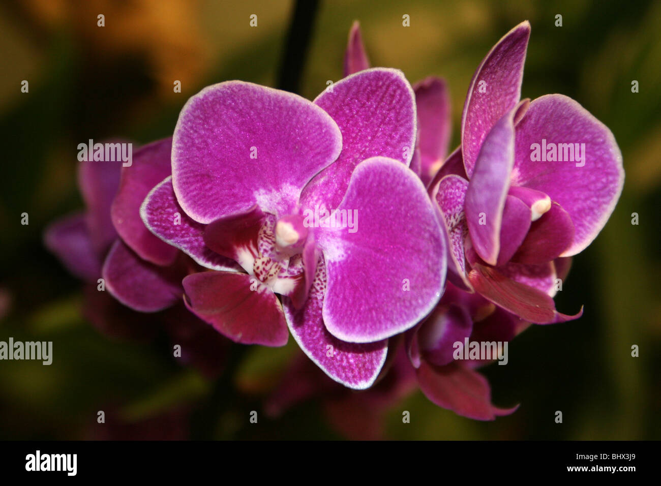 Rosa Moth Orchid Phalaenopsis fiore Foto Stock