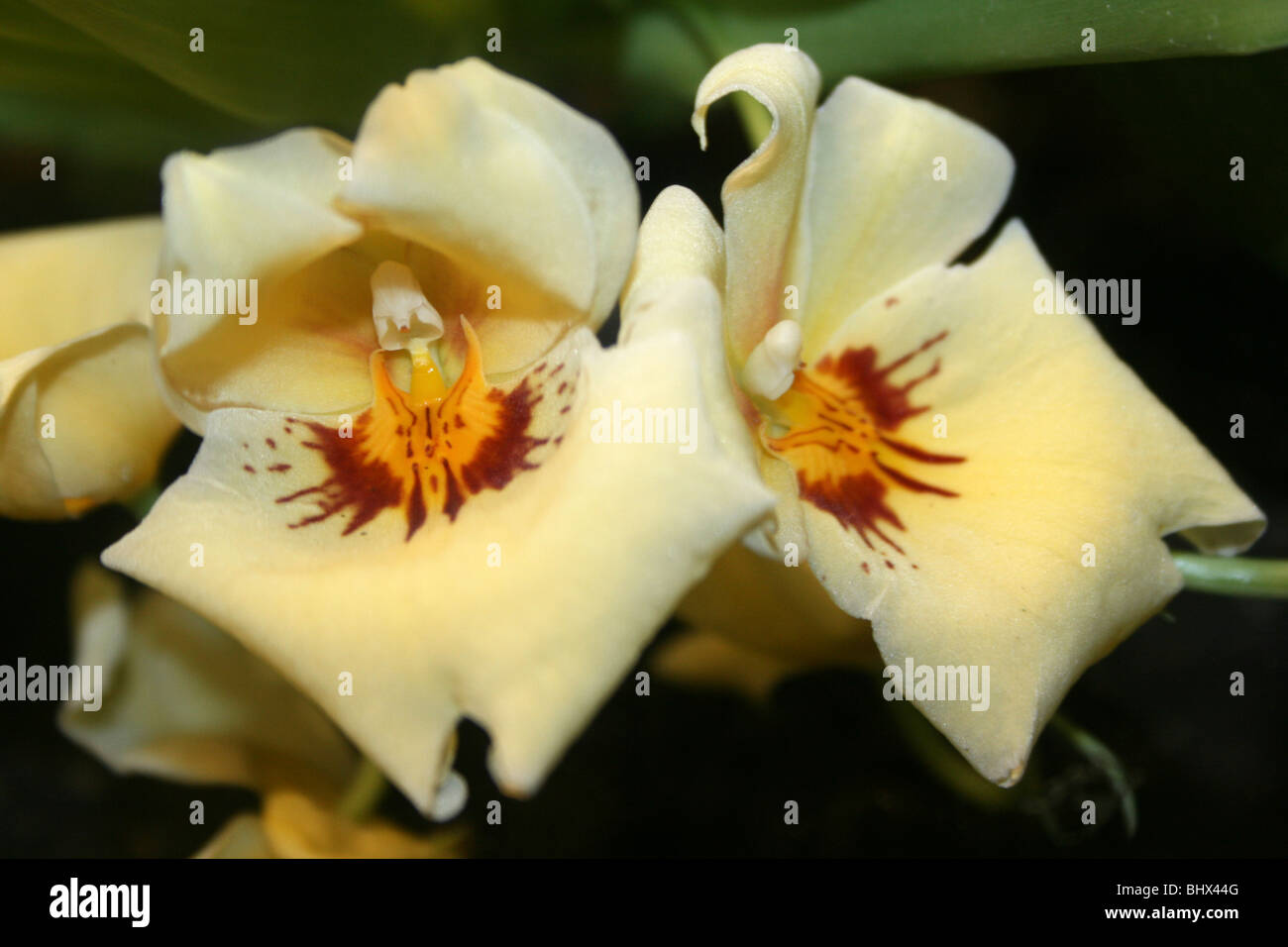 Crema Orchidea Miltonia Foto Stock