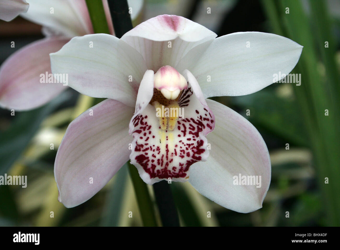 Cymbidium bianco Orchid presi in Sefton Park giardino delle palme, Liverpool, Regno Unito Foto Stock