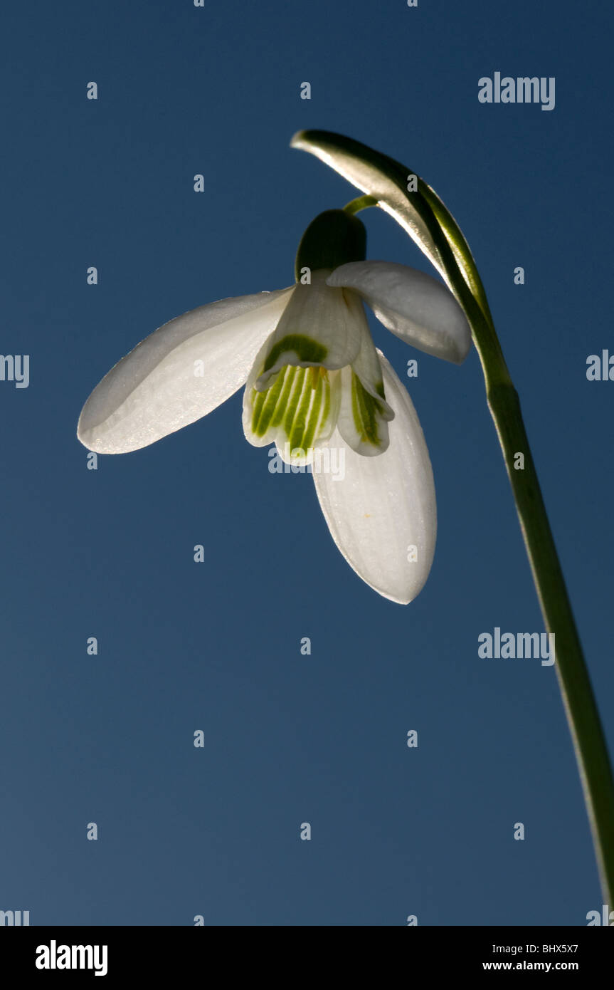 Un singolo snowdrop contro un chiaro blu cielo a molla Foto Stock