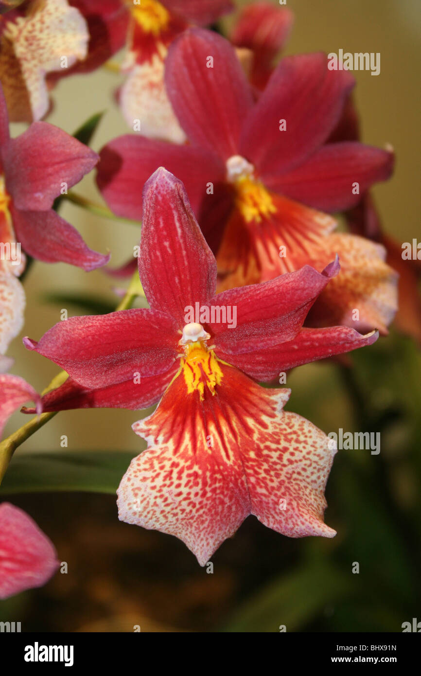 Rosso di fiori di orchidea Foto Stock
