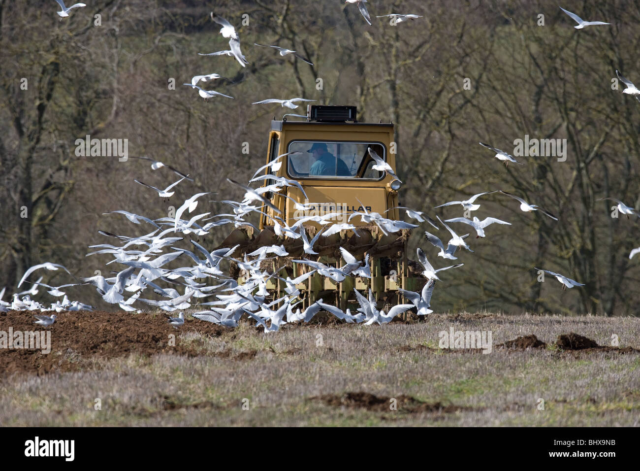 Trattore cingolato di aratura terreni stoppie con i gabbiani seguenti Foto Stock