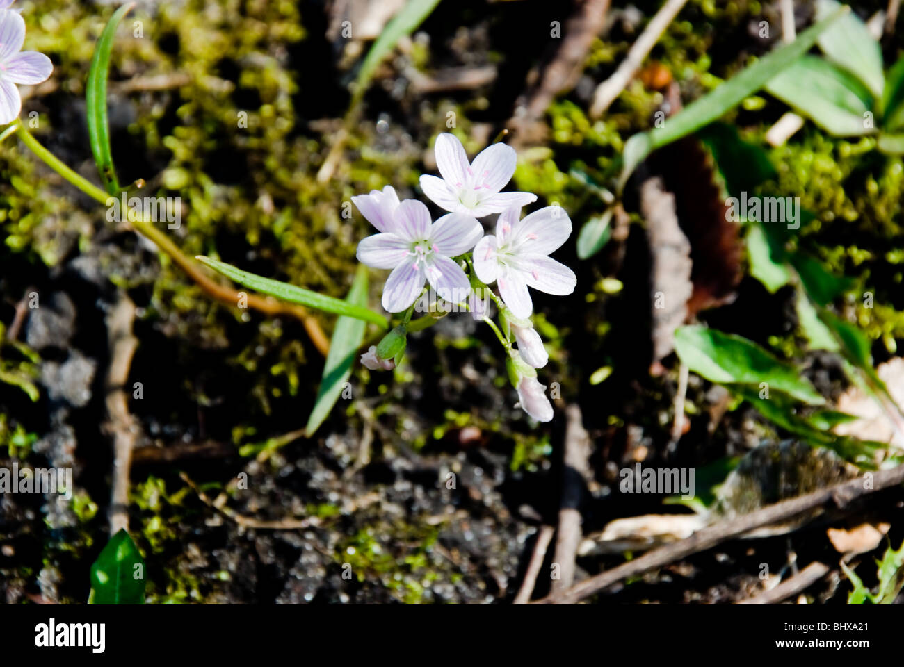 Claytonia Caroliniana o molla bellezze,P in fiore Foto Stock