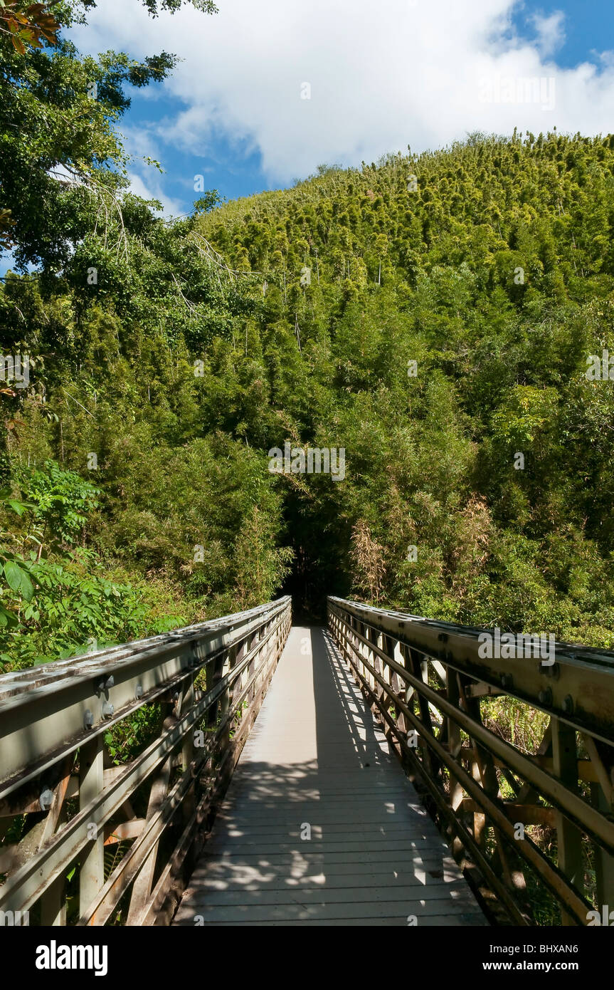 Il sentiero Pipiwai vicino a Hana Hawaii Maui, entrando nel bosco di bambù. Foto Stock