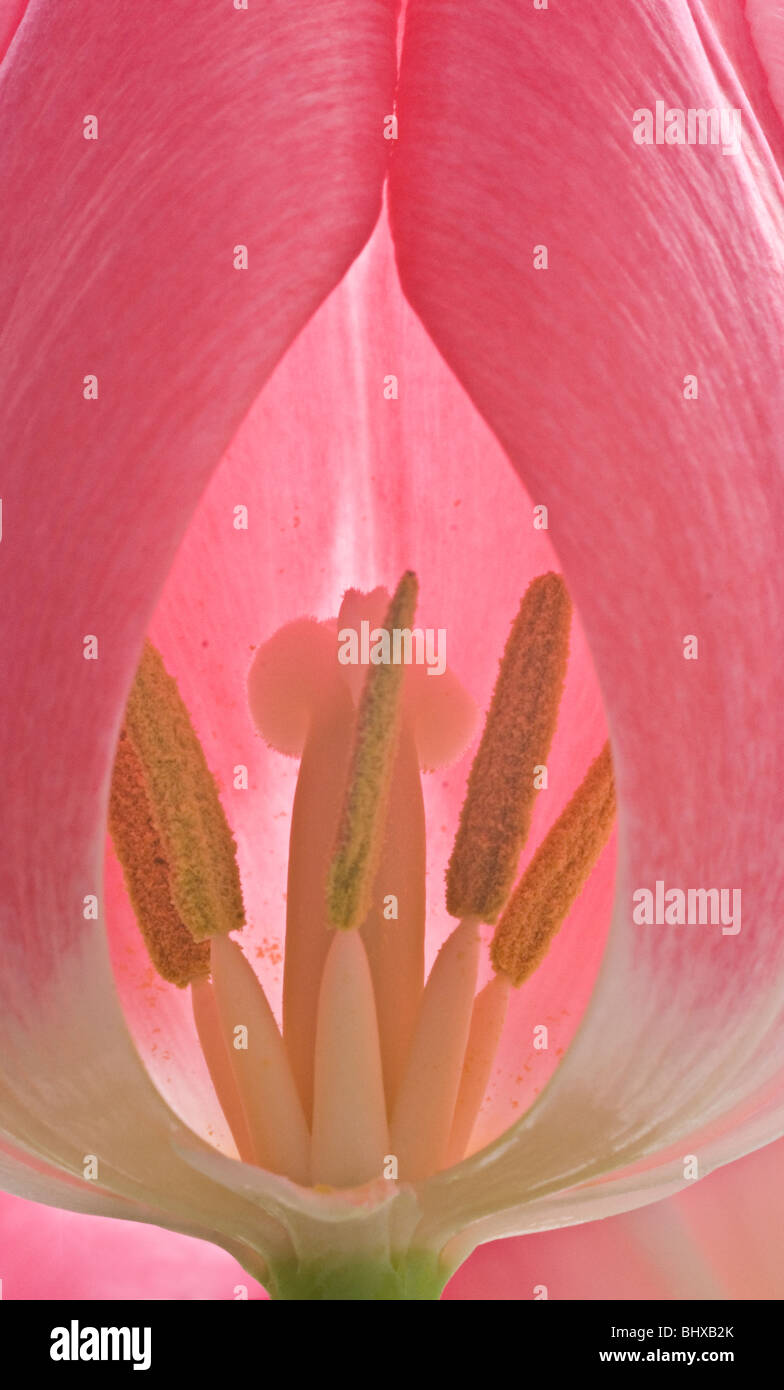 Tulip flower mostra lo stigma e antere Foto Stock