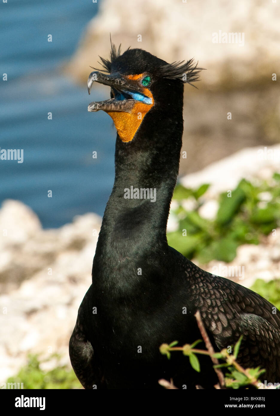 Doppia di cormorani crestato ritratto con prominenti creste visibile e a bocca aperta, grande Nord Amiterican gli uccelli acquatici Foto Stock