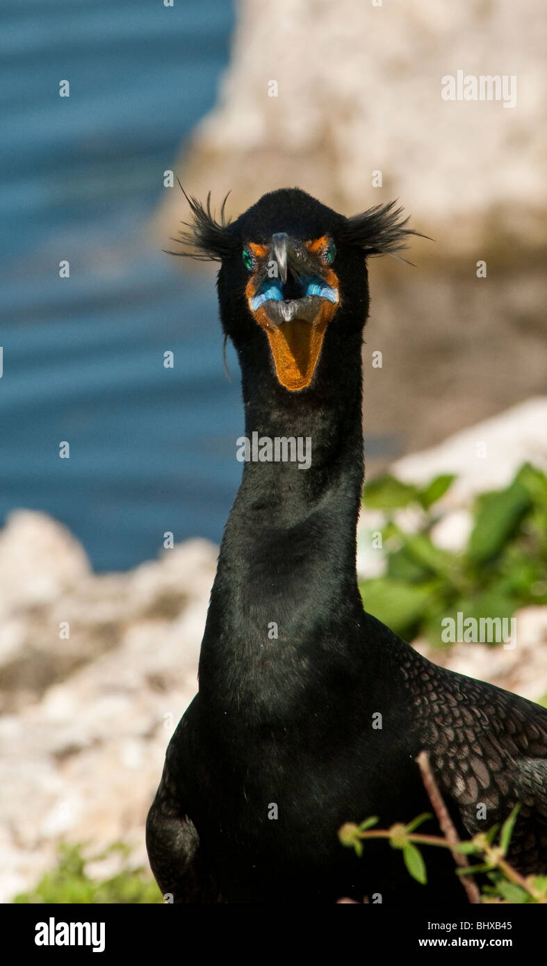 Doppio di cormorani crestato ritratto con prominenti visibili creste e bocca aperta guarda dritto verso la fotocamera Foto Stock