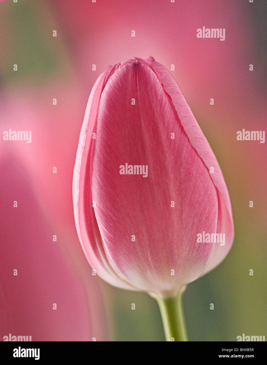 tulipano Foto Stock