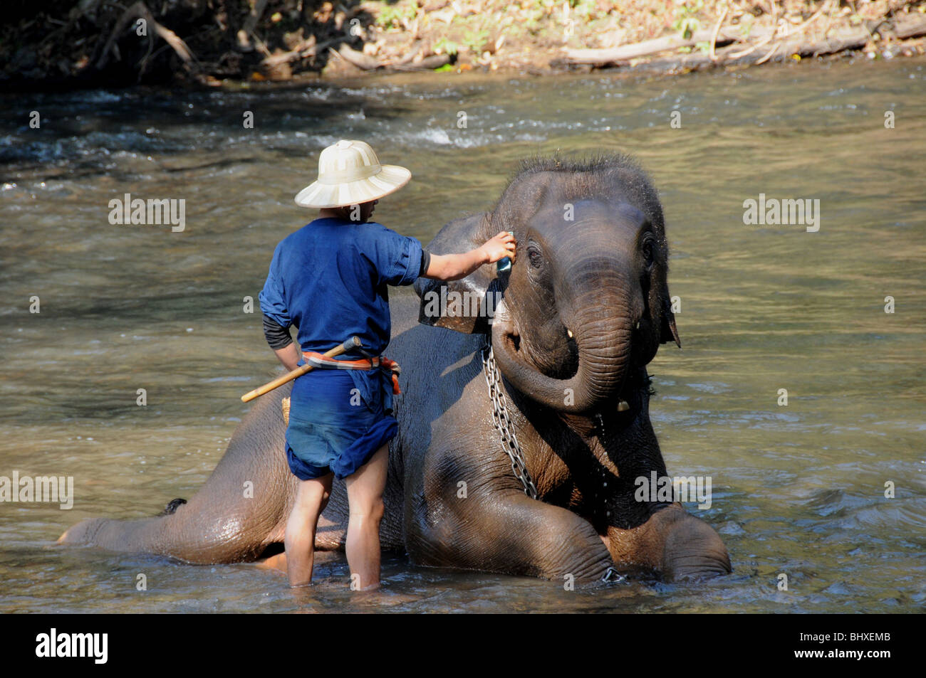 Un elefante prende una vasca da bagno come parte del turista mostra al Chian-Dao Centro Addestramento Elefanti di Chiang Mai, Thailandia. Foto Stock