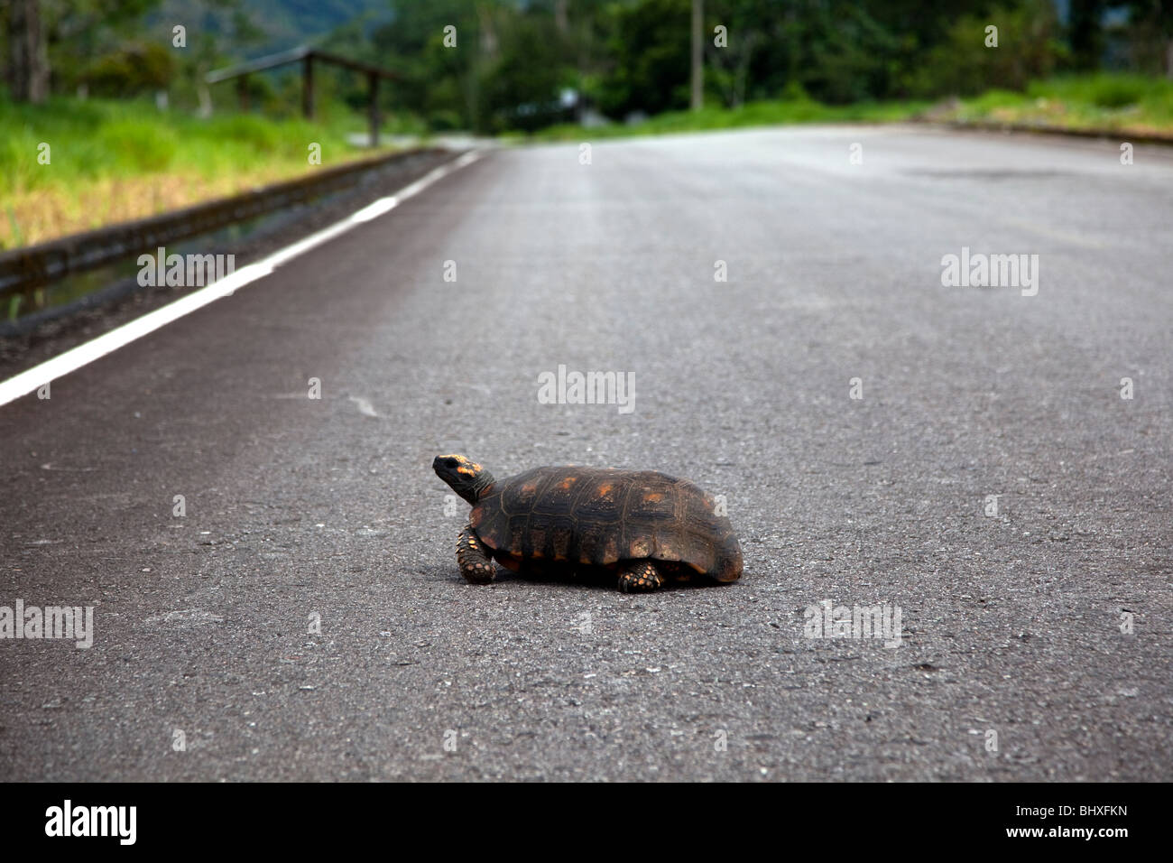 La foresta pluviale amazzonica del Perù è altamente biodiversi e le sue rare di animali, piante e culture indigene sono minacciate. Foto Stock