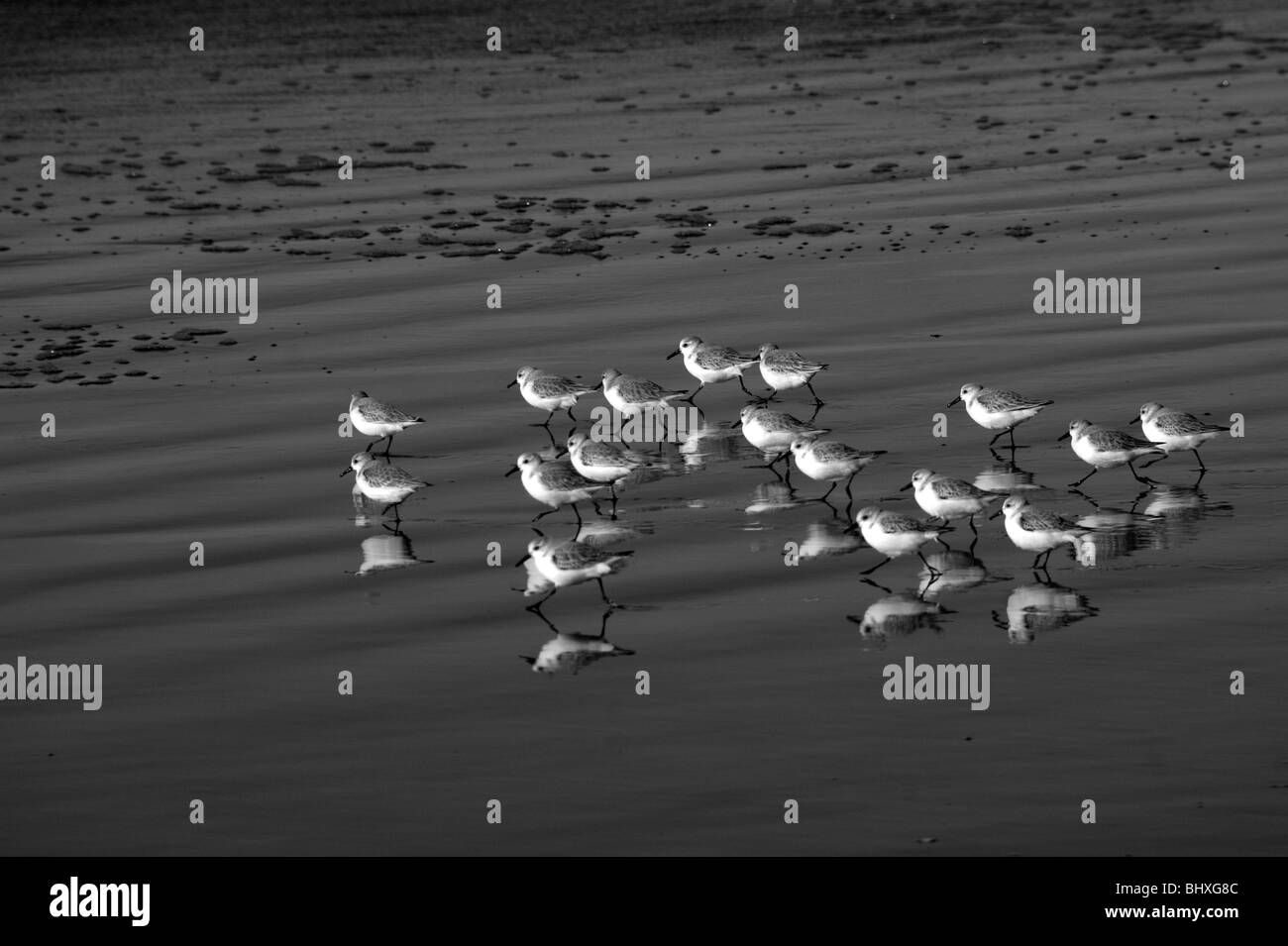 Sandpiper uccelli corrono fino la sabbia su un oceano beach Foto Stock