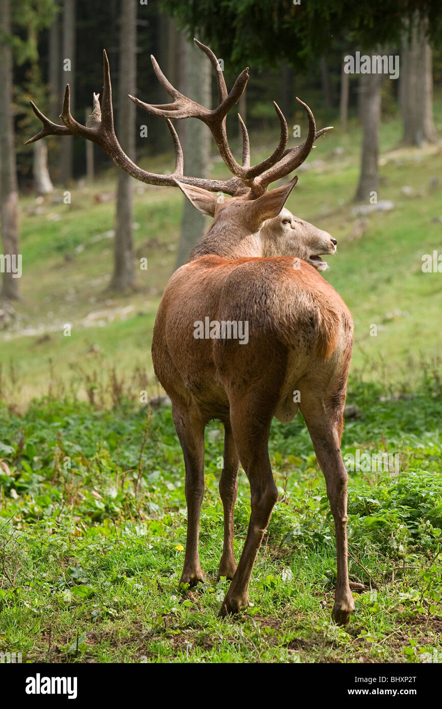 Il cervo (Cervus elephus) Foto Stock