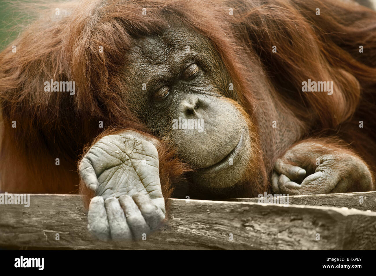 Orang-outang (Pongo pygmaeus) Foto Stock