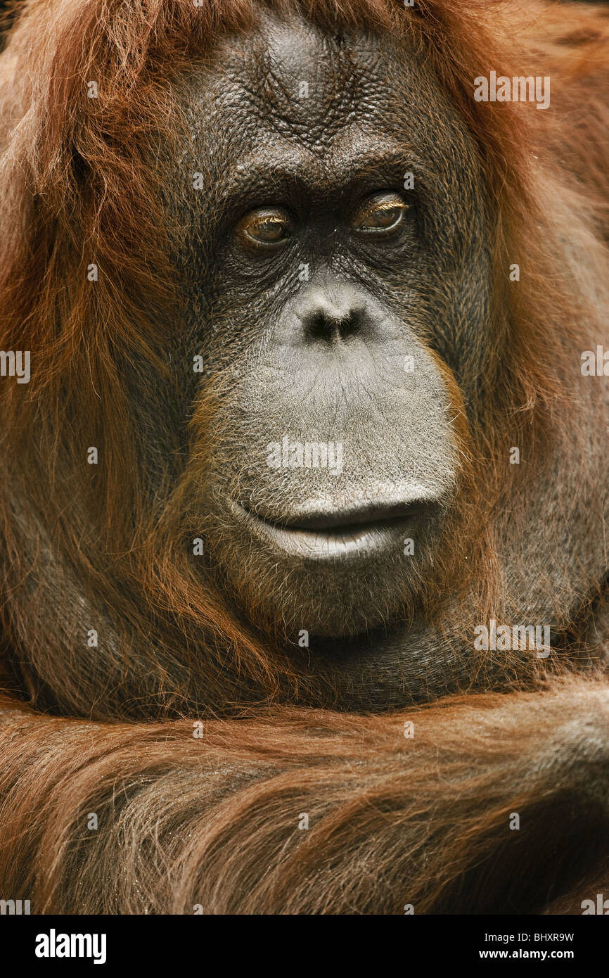 Orang-outang (Pongo pygmaeus) Foto Stock