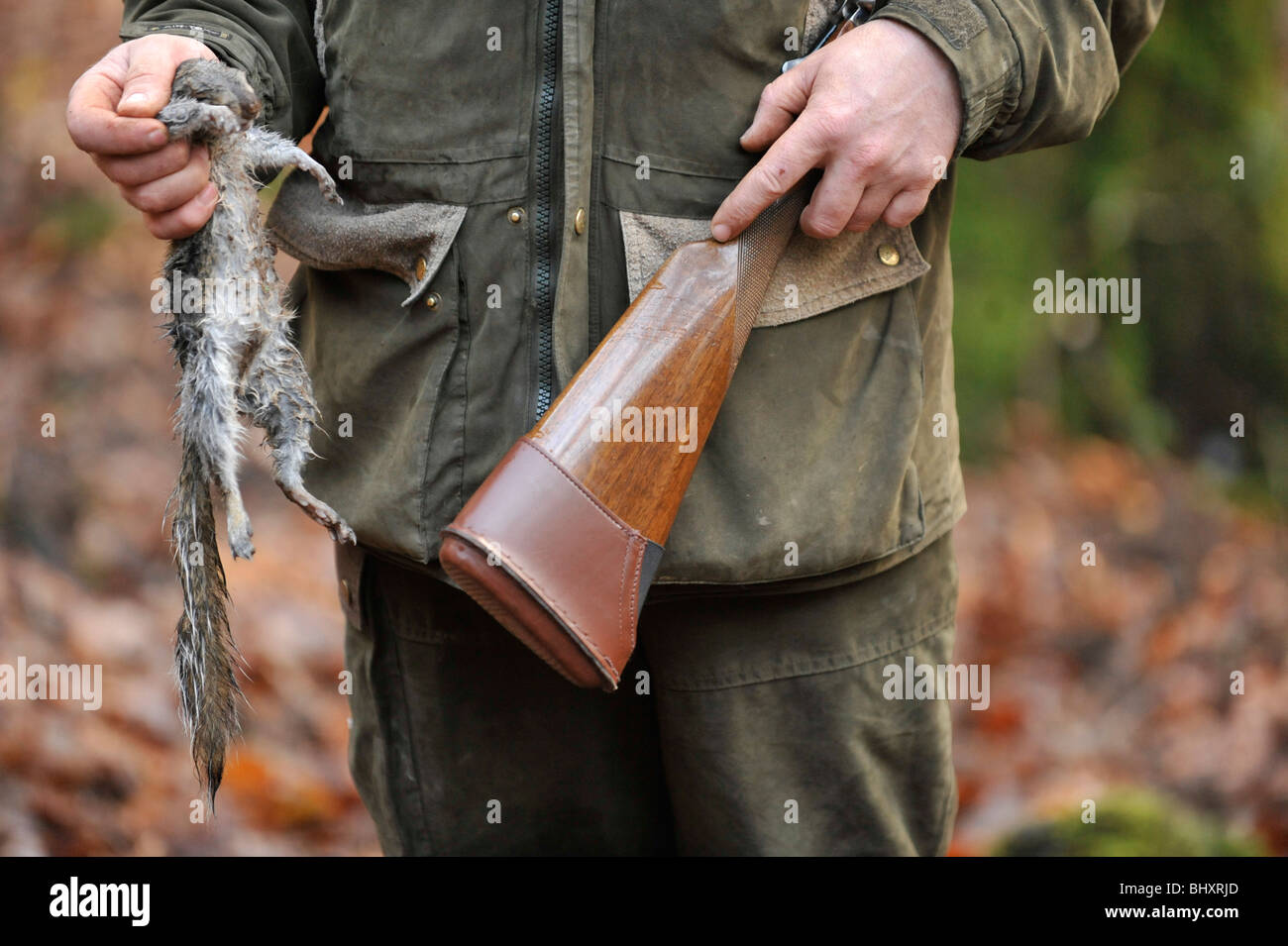 Riprese di scoiattolo Foto Stock