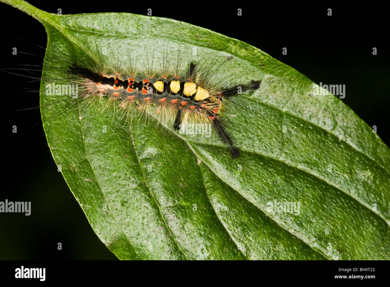 Vaporer tarma (Orgyia antiqua) Foto Stock