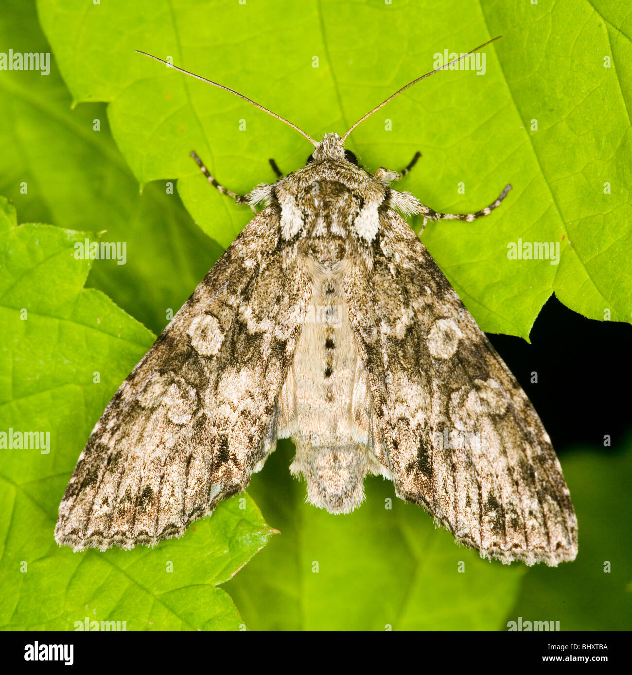 Craniophora ligustri Foto Stock