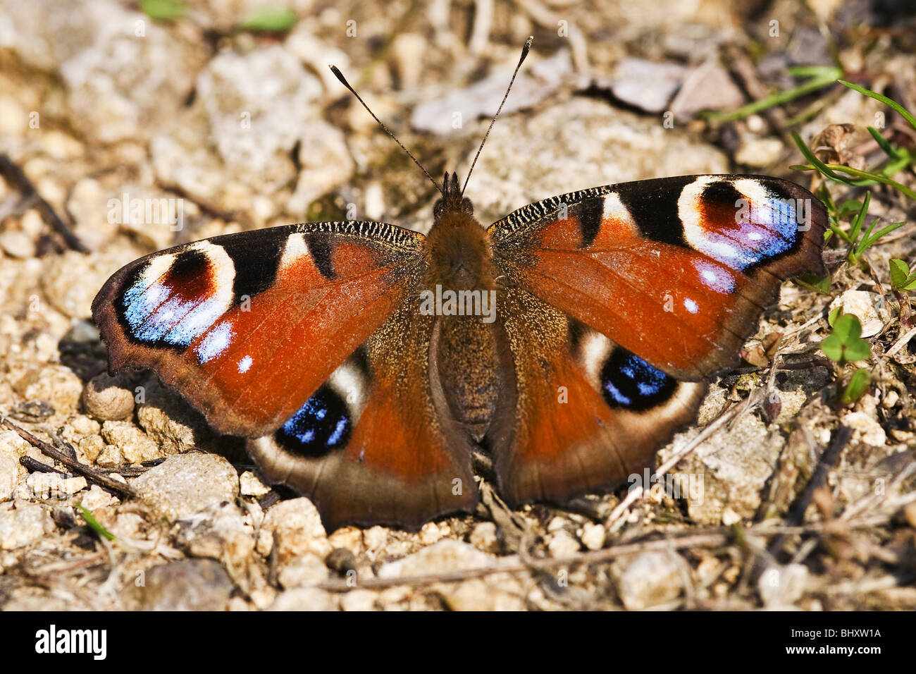 Unione farfalla pavone (Inachis io) Foto Stock