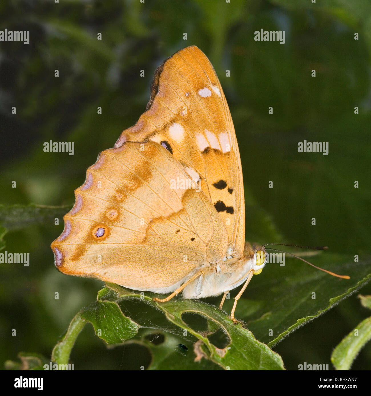 Minor viola imperatore (Apatura ilia) (Nymphalidae Apaturinae) Foto Stock