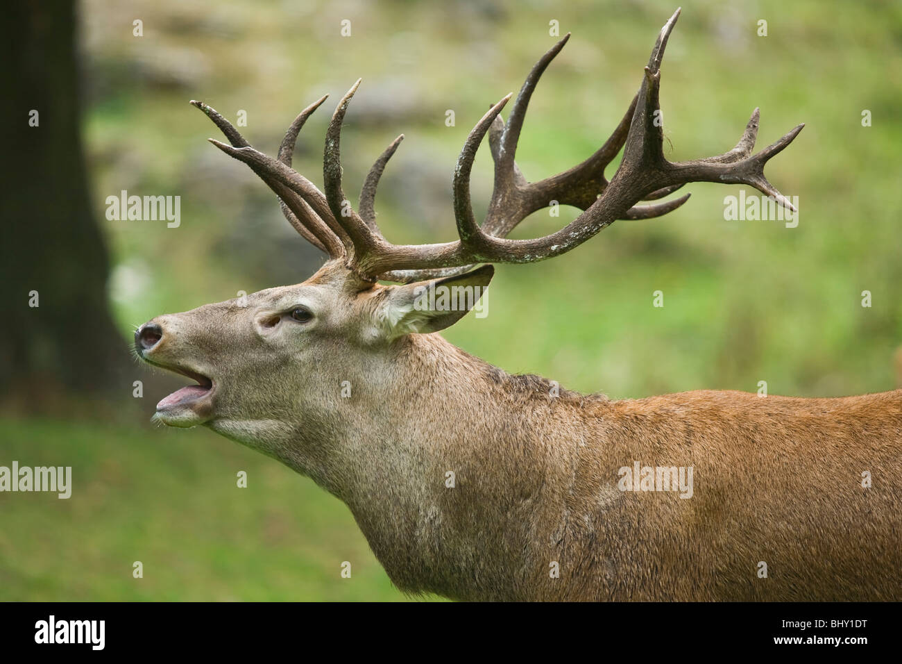 Red deer Foto Stock