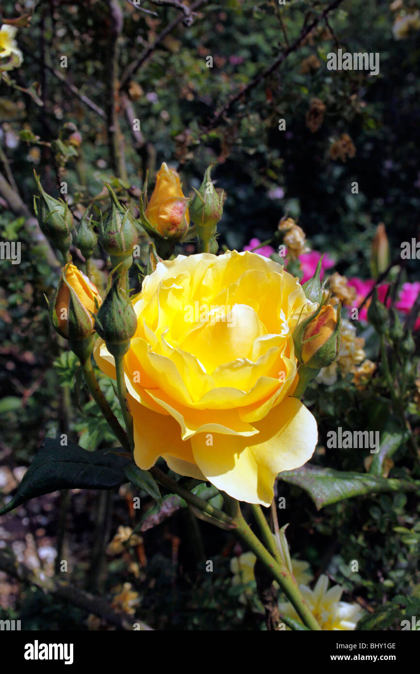 ROSA GRAHAM THOMAS. ARBUSTO INGLESE ROSE Foto Stock