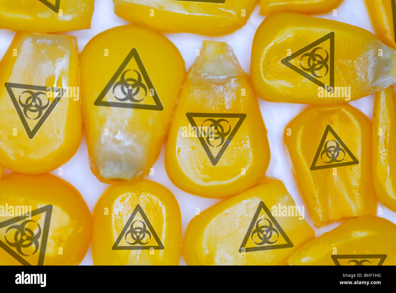 Chicchi di mais con simbolo di rischio biologico, simbolo foto di mais geneticamente modificato Foto Stock