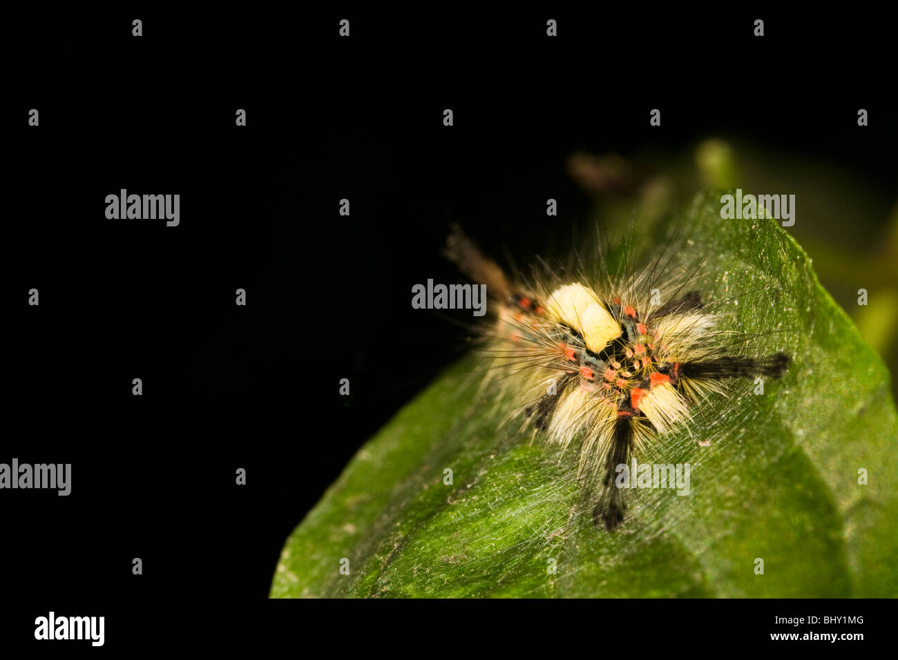 Vaporer tarma (Orgyia antiqua) Foto Stock