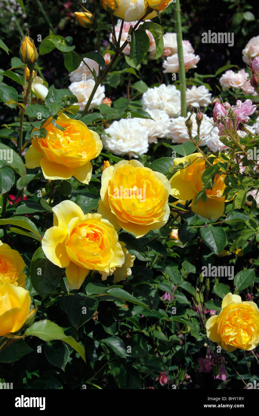 ROSA GRAHAM THOMAS. ARBUSTO INGLESE ROSE Foto Stock