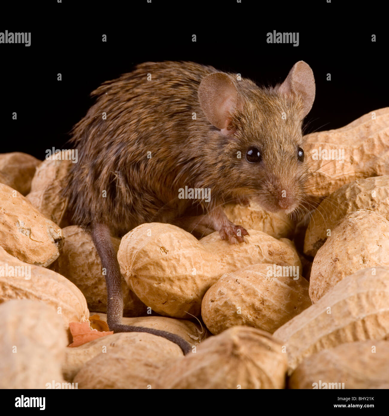 Casa mouse (mus musculus) con dadi Foto Stock