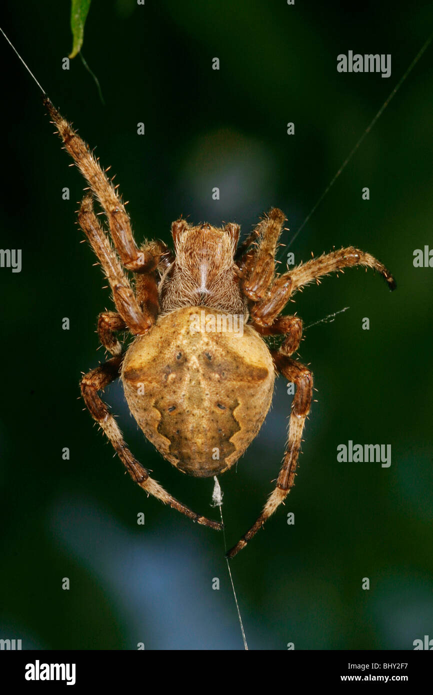 Araneus diadematus Foto Stock