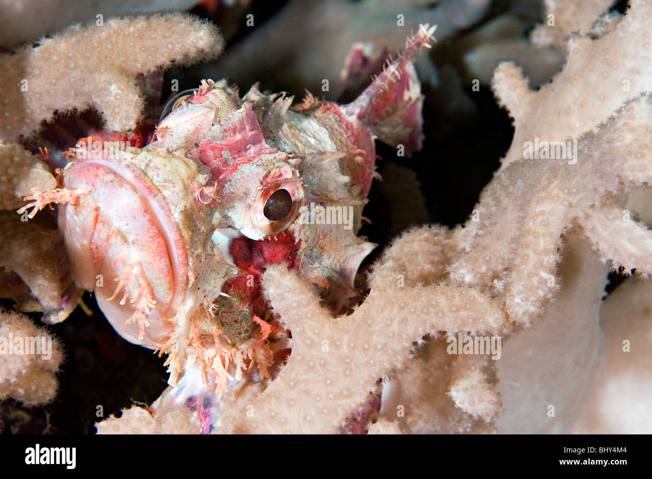 Scorfani di Papua (Scorpaenopsis papuensis), Milne Bay Papua Nuova Guinea Foto Stock