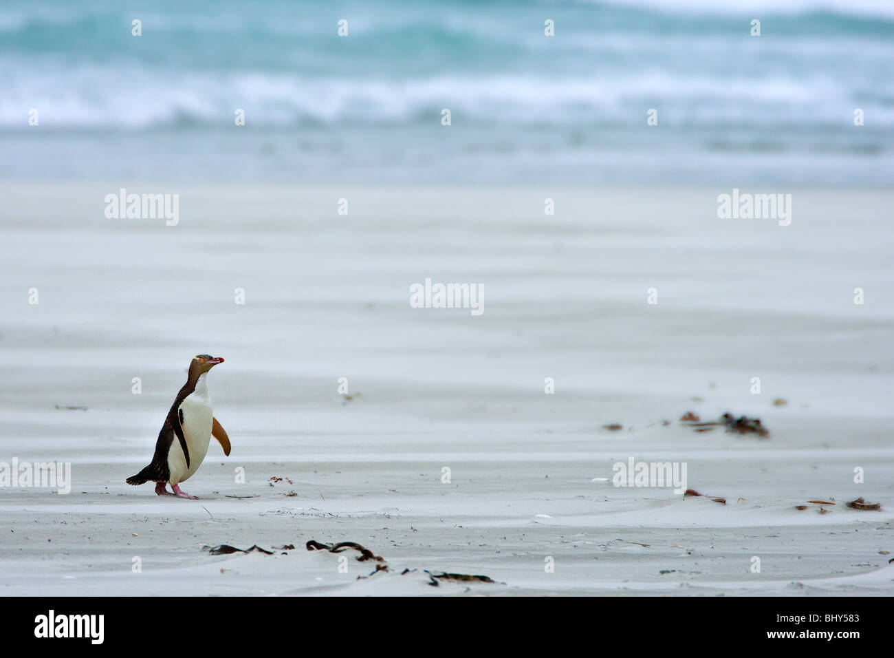 Giallo-eyed Penguin (Megadyptes antipodes) - Nuova Zelanda Foto Stock