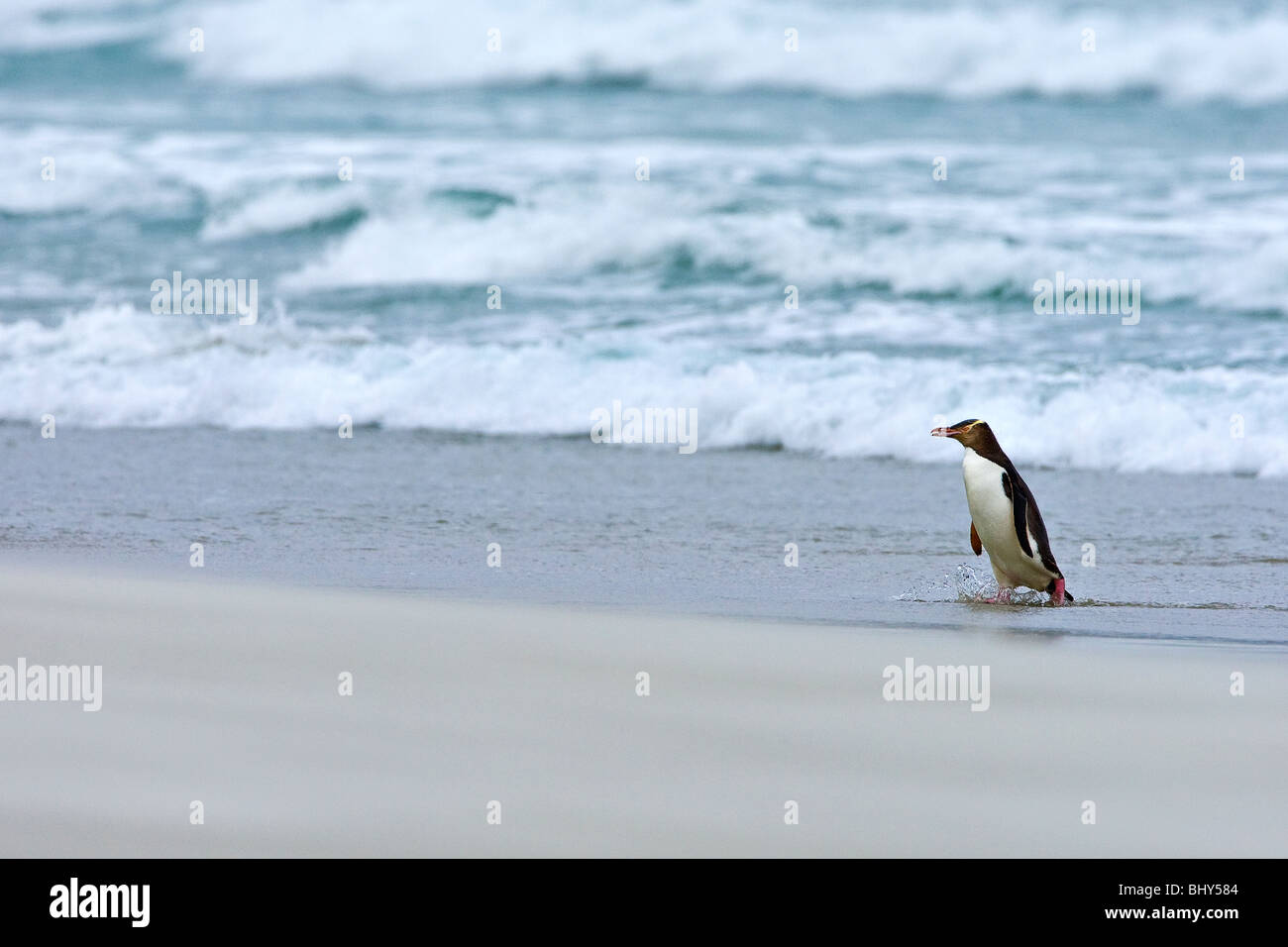 Giallo-eyed Penguin (Megadyptes antipodes) - Nuova Zelanda Foto Stock