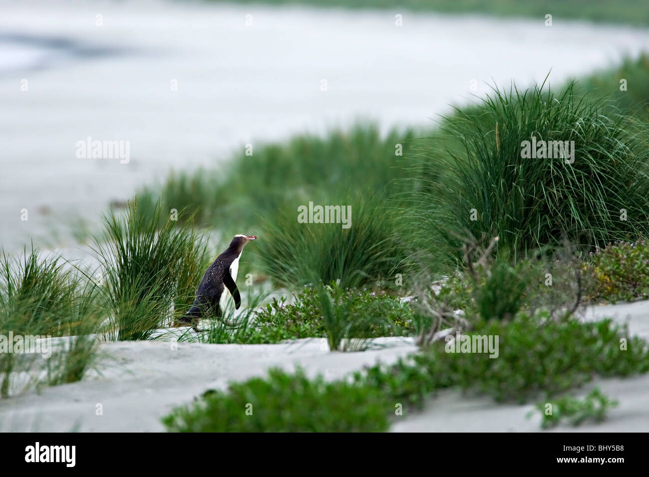 Giallo-eyed Penguin (Megadyptes antipodes) - Nuova Zelanda Foto Stock