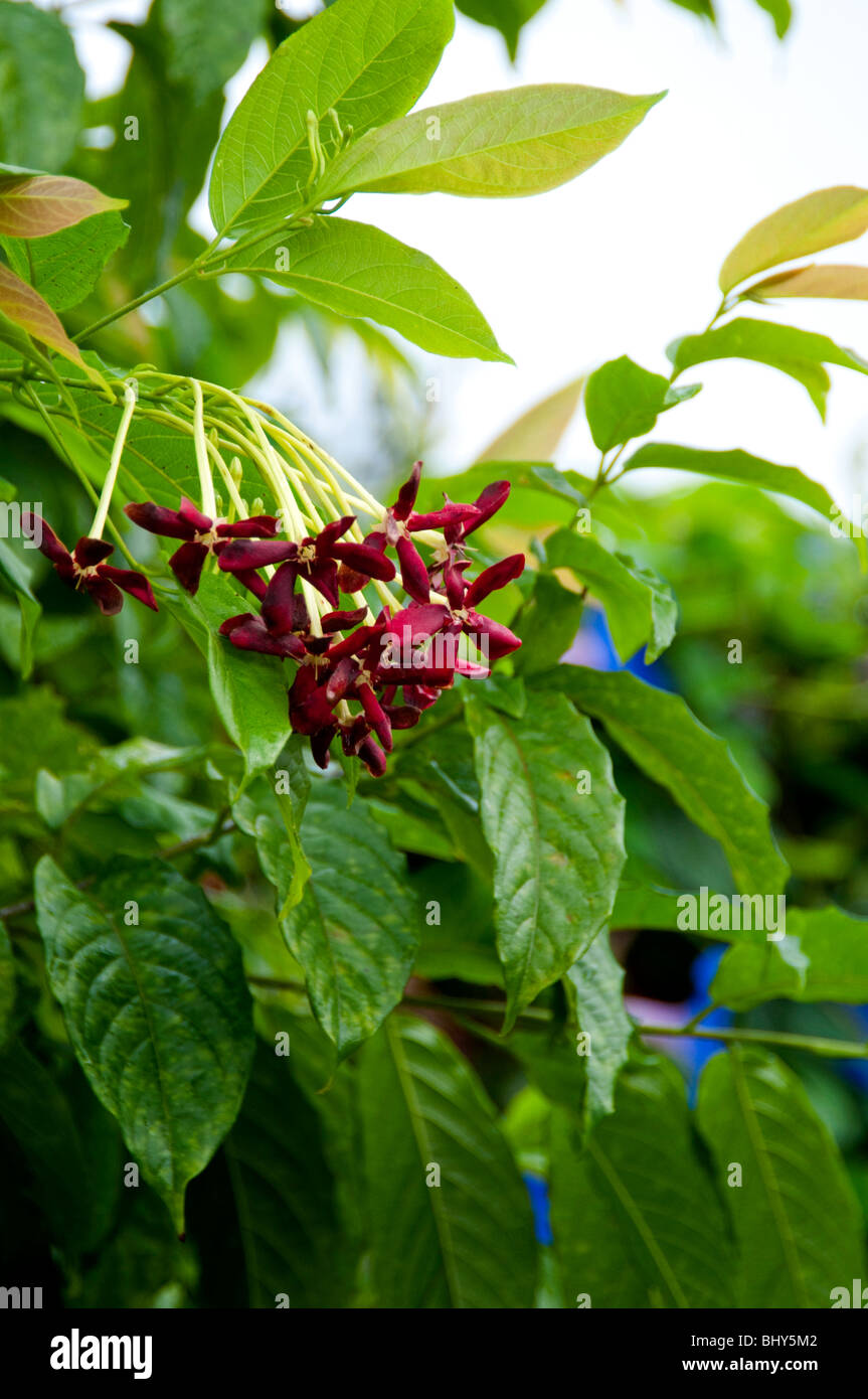 Quisqualis indica Rangoon superriduttore Foto Stock