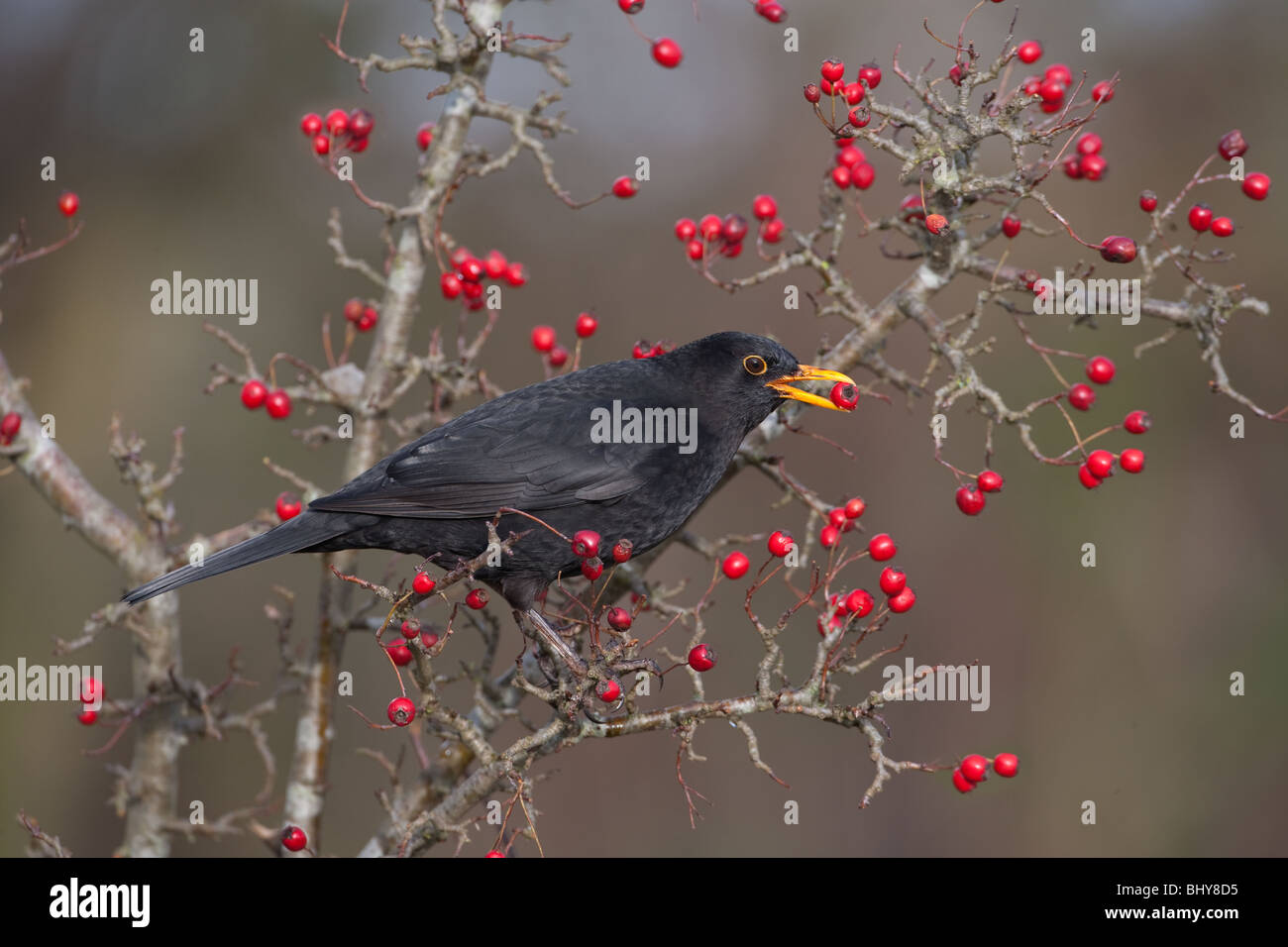 Merlo Turdus merula alimentando il biancospino bacche in inverno Foto Stock