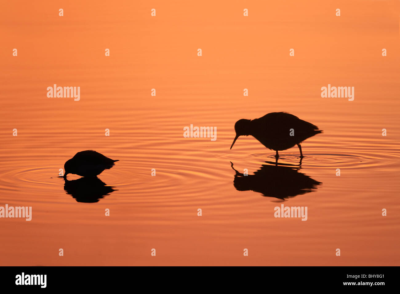 Redshank Tringa totanus e Dunlin profilarsi nel tramonto in inverno Foto Stock