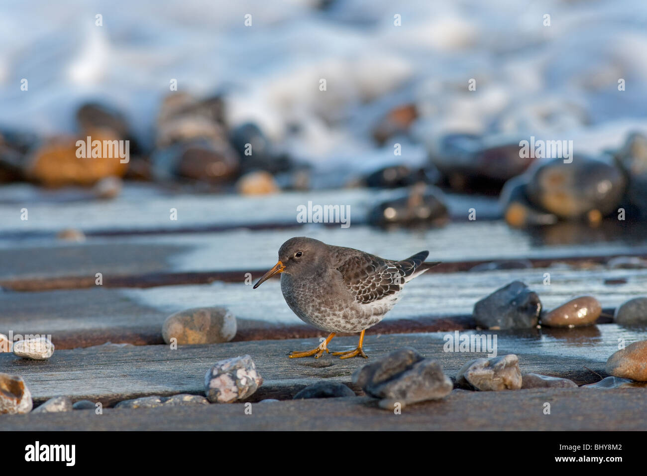 Purple Sandpiper Caldris maritima NORFOLK REGNO UNITO Foto Stock