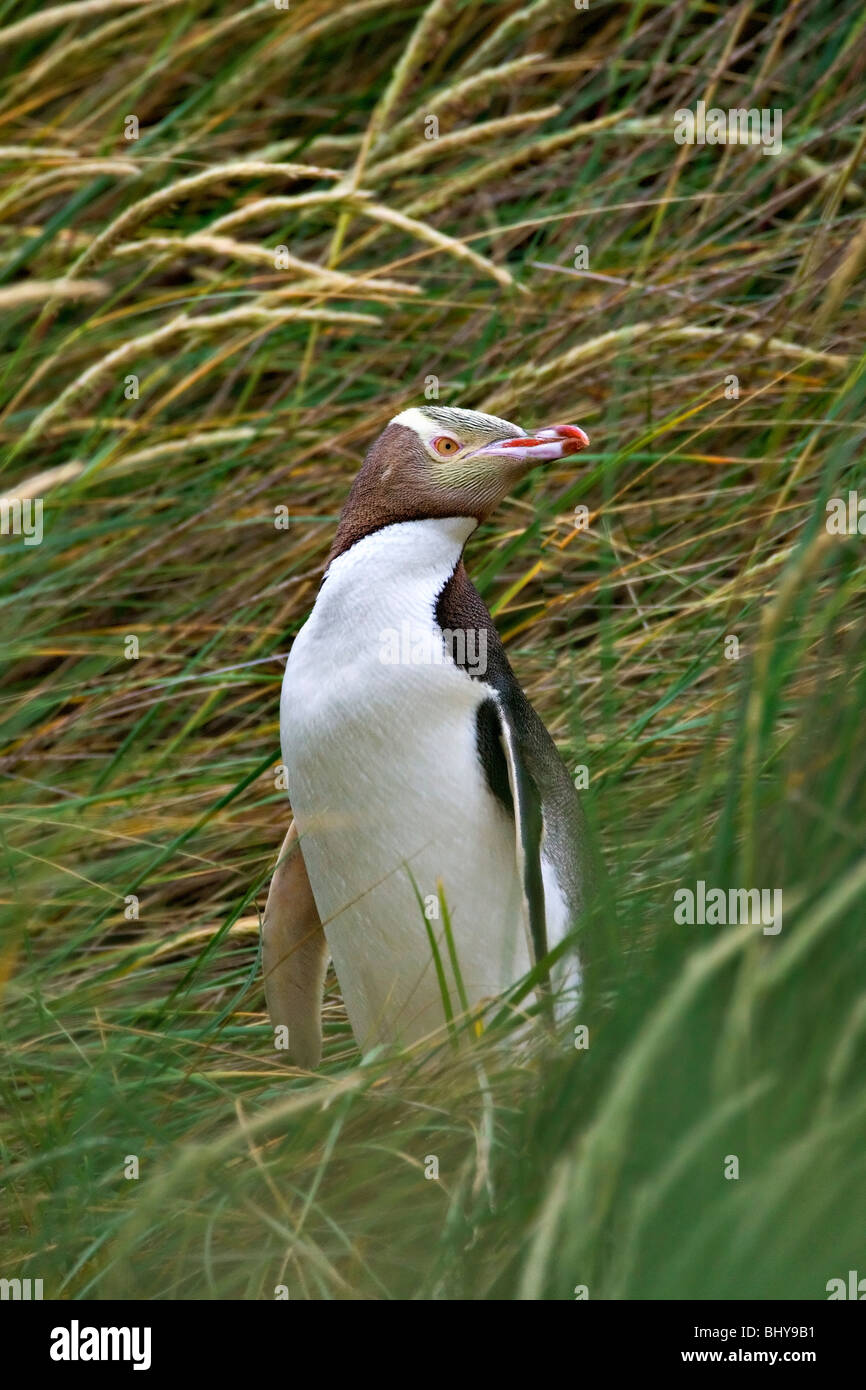 Giallo-eyed Penguin (Megadyptes antipodes) - Nuova Zelanda Foto Stock