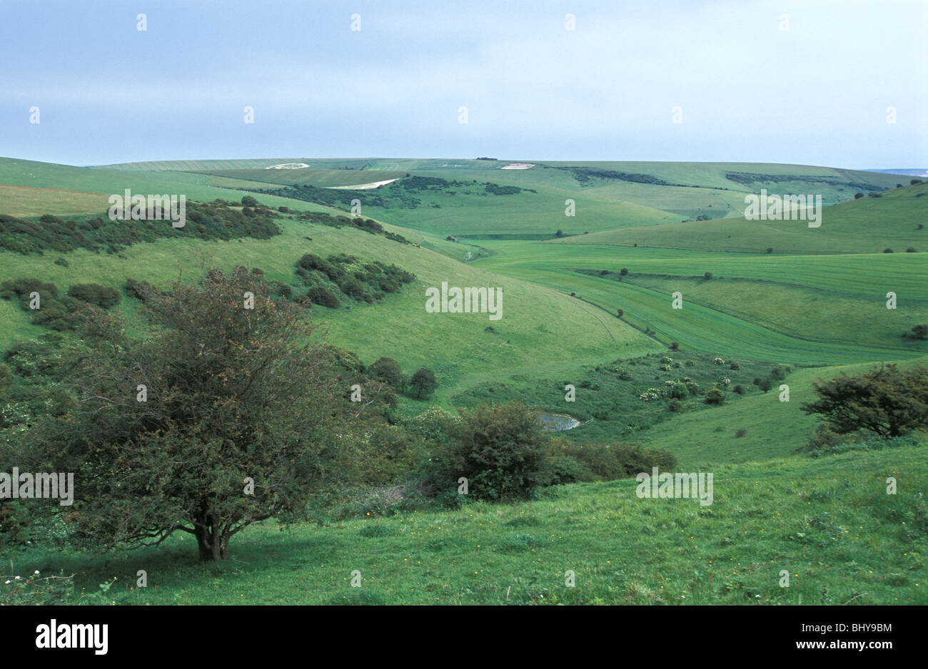 La Collina del Castello di Chalk prateria Riserva Naturale Nazionale East Sussex England Foto Stock