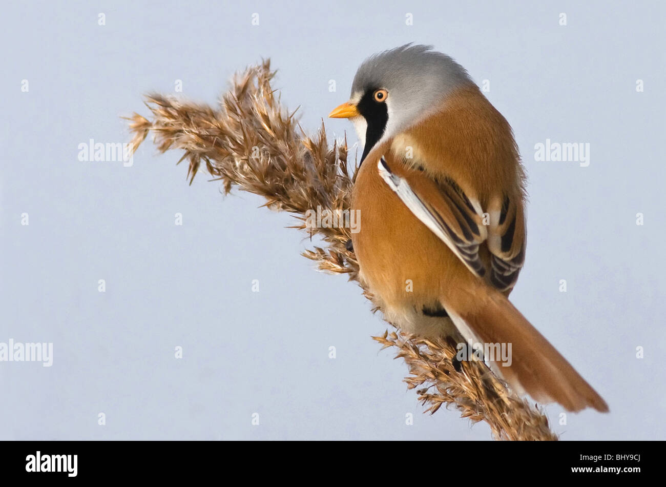 Barbuto reedling / Basettino maschio Foto Stock