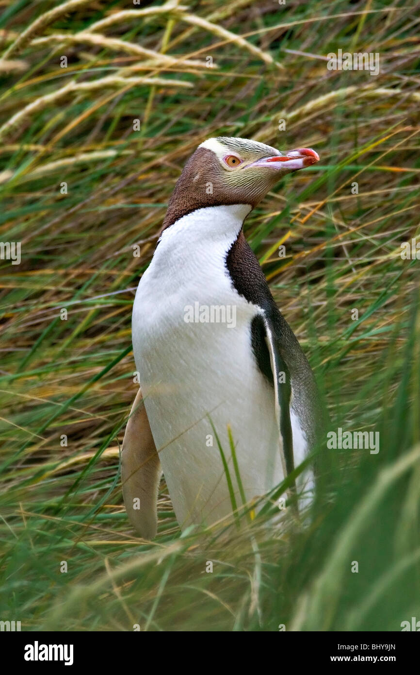 Giallo-eyed Penguin (Megadyptes antipodes) - Nuova Zelanda Foto Stock
