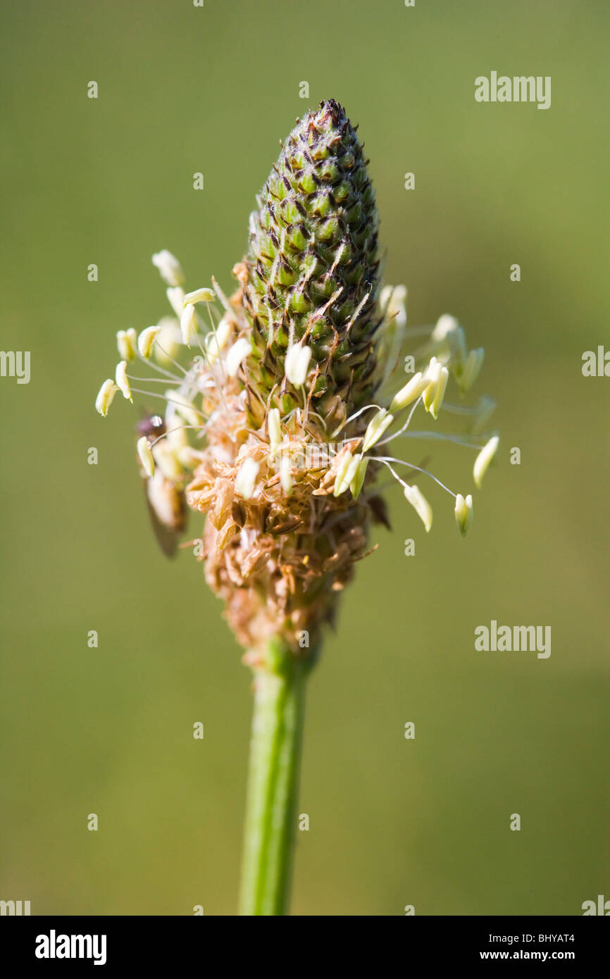 Inglese Piantaggine. Ribwort piantaggine .Planzago lanceolata. Plantaginaceae Foto Stock