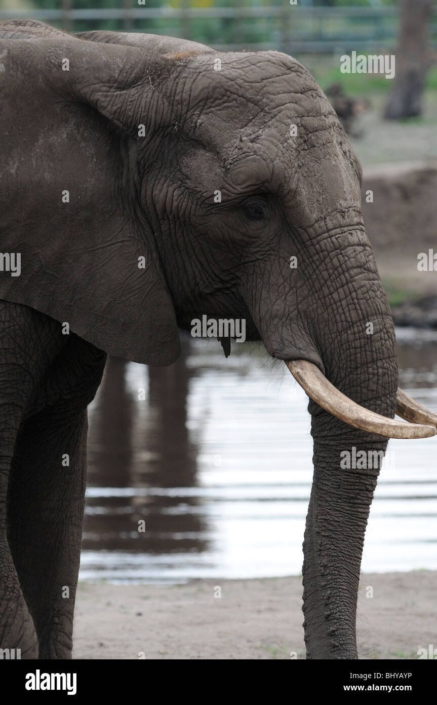 Elefante africano (Loxodonta africana) nel parco Serengeti di Hodenhagen, Germania Foto Stock