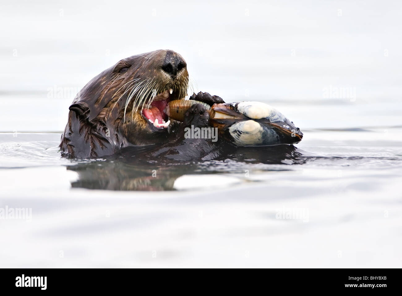 California Sea Otter (Enhydra lutris) cattura e mangia un clam Foto Stock