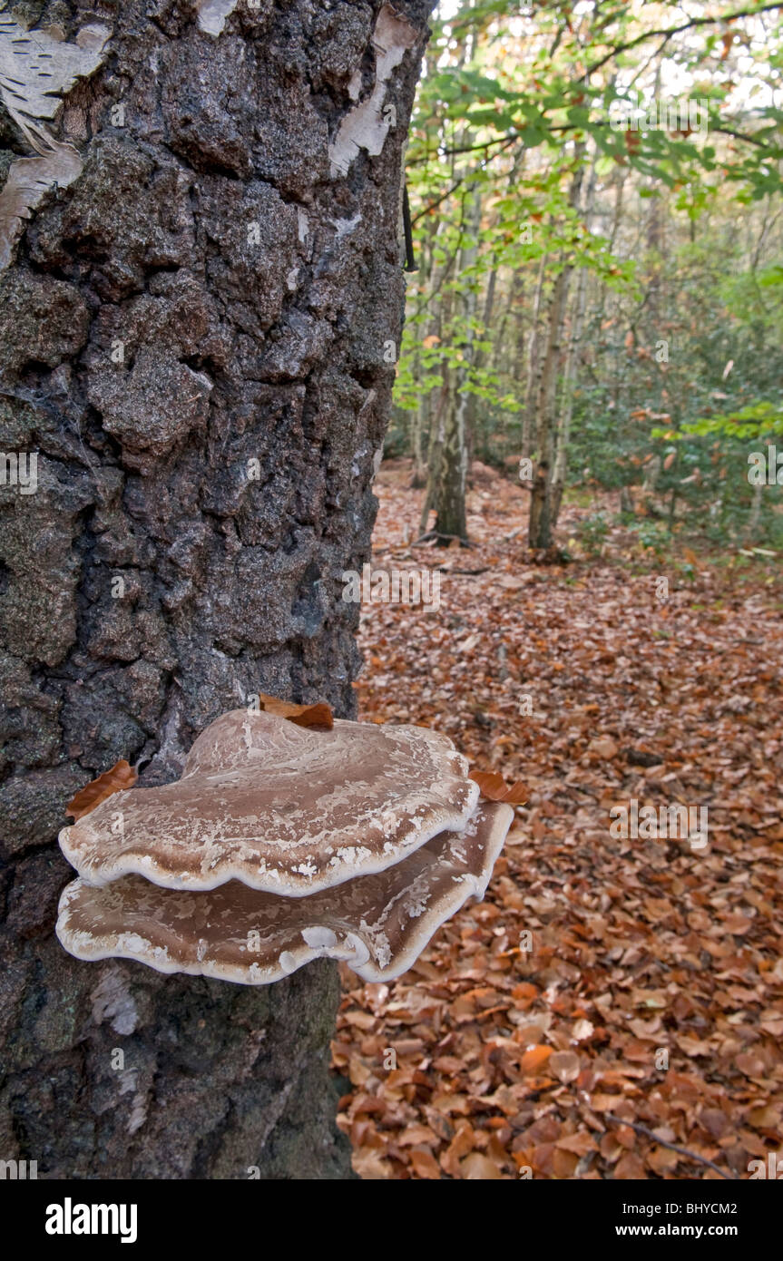 Staffa di betulla fungo: Piptoporus betulinus. Alkso noto come Birch Polypore; Razorstrop fungo. Foto Stock