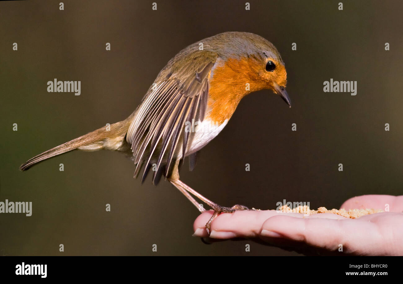 Robin mangiare da una mano Foto Stock