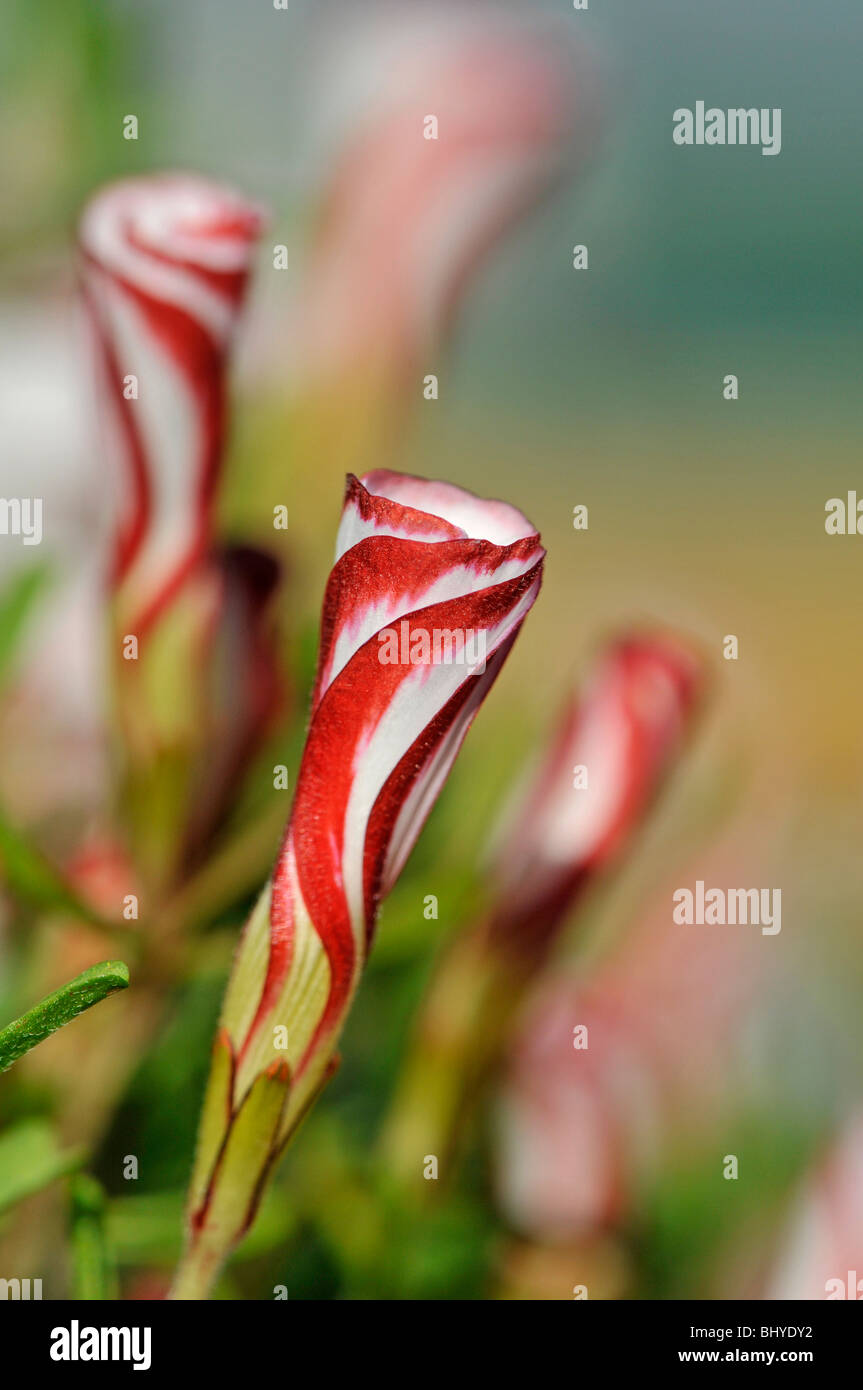 Strisce di legno fiorito Sorrel, Oxalis versicolor Foto Stock